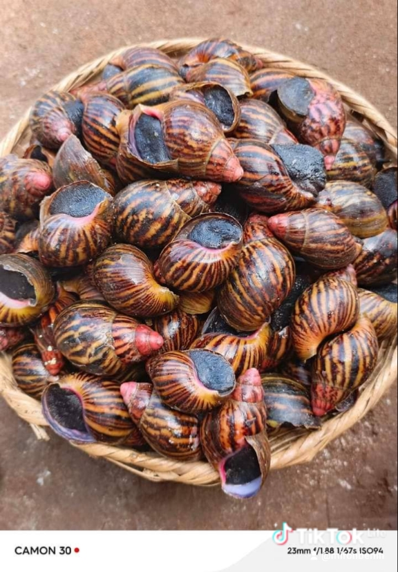 L'escargot géant
